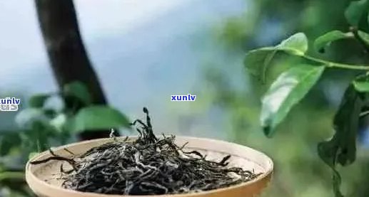 探索普洱茶的魅力：冷门事实与你我有关