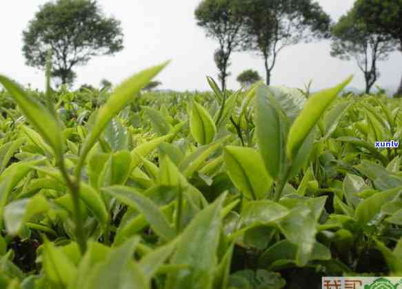 普洱茶在园艺中的功效与适用植物：打造绿色生活环境