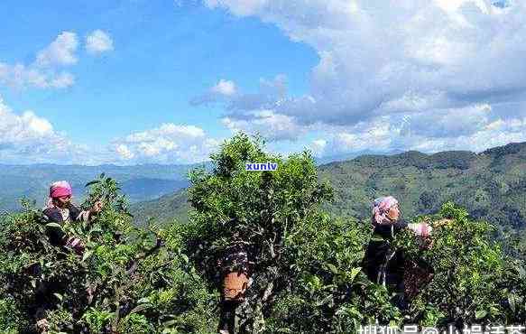 探究普洱茶8大名山：品味古树茶的魅力，了解茶叶产地文化