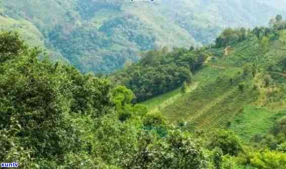 '的普洱茶山是哪里，揭秘十大普洱茶山和普洱茶名茶山'