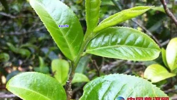 普洱茶大叶子的种类、功效和冲泡 *** ：全面解析这种名茶的各种可能性