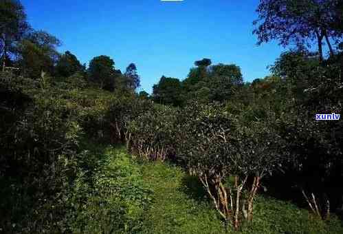 巴达山普洱茶特点古树茶：产地、特点及市场接受度分析