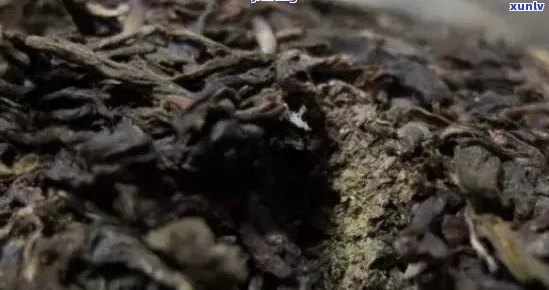 虫屎普洱茶柱能喝吗？形状如何？功效与作用有哪些？