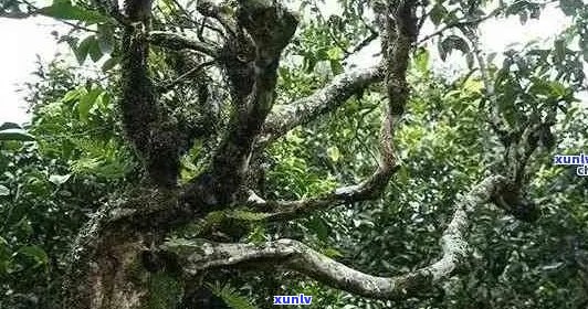 云南澜沧茶区普洱茶：古树韵味，醇厚口感，养生佳品