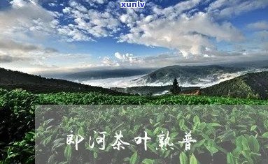 郎河普洱茶官方网站查询：郎河普洱茶官方旗舰店，熟茶品质保证。