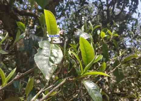 喝普洱茶的正确 *** 和好处，步骤详解：冲泡、品饮、功效一篇全！