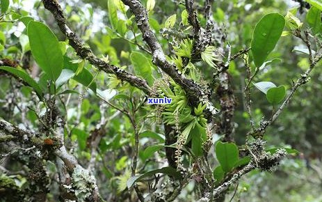 普洱茶的六大韵味级别探究：从入门级到珍藏级的秘密解析