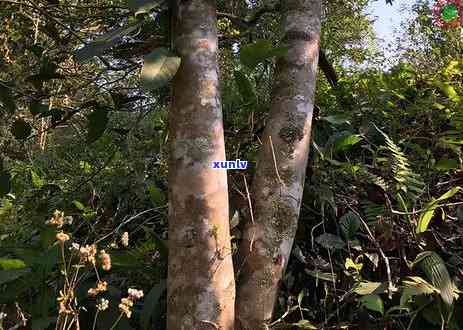 易武天门山普洱茶价格查询，古树茶与高杆普洱茶价格指南