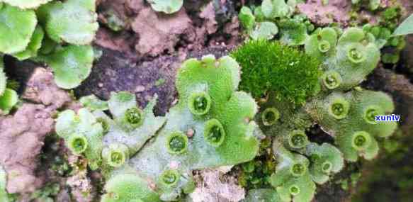 翡翠黑藓：一种独特的地衣类植物，与普通黑藓有何区别？