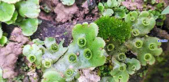 翡翠黑藓：一种独特的地衣类植物，与普通黑藓有何区别？