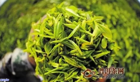 明前春是什么茶：茶的种类、营养价值与 *** 过程解析