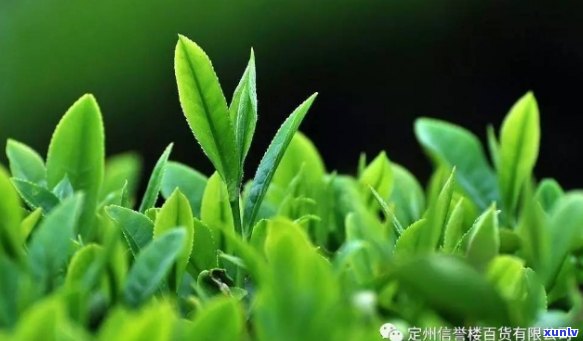 明前茶的健益处：科学解析春茶的营养成分与功效