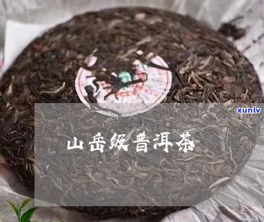 山有枢普洱茶能买吗