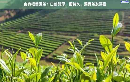 山有枢普洱茶能买吗