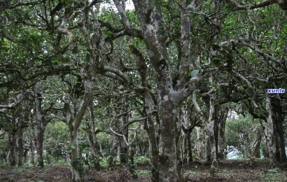 普洱茶树树龄的全面界定 *** 解析：从树种、生长环境到树高综合评估