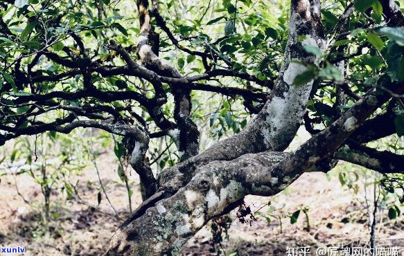 普洱茶树树龄的全面界定 *** 解析：从树种、生长环境到树高综合评估