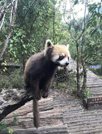 普洱茶树叶中的树枝状物质：成分、作用与影响