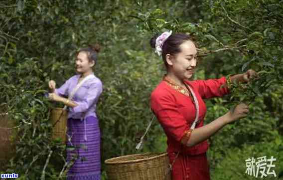 园普洱茶怎么样