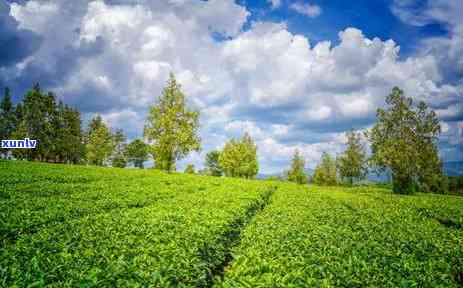 百年传承古法制茶：探究最老的凤庆茶厂普洱茶的独特魅力