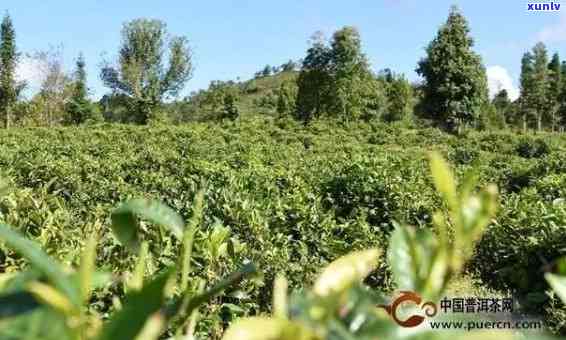 普洱茶在德市的种植现状及其可行性分析