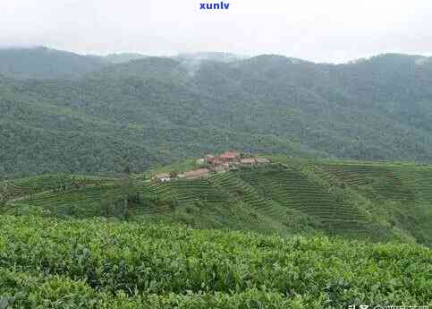 普洱茶古六大茶山介绍：哪些是有名的古茶山？