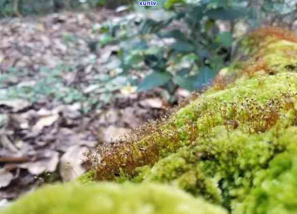 普洱茶古新六大茶山详细介绍