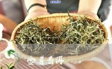 新探寻蜜香金芽的茶类归属：是普洱茶还是绿茶？