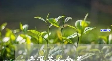 新探寻蜜香金芽的茶类归属：是普洱茶还是绿茶？