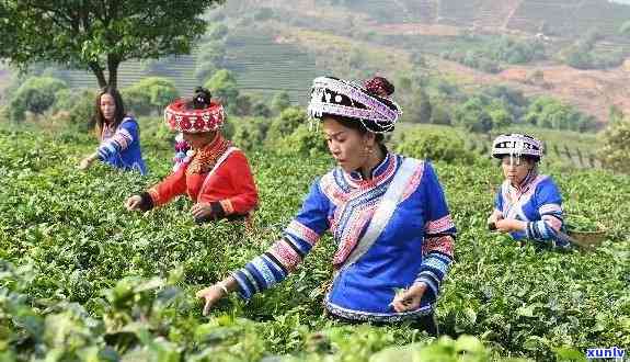 哈尼族的普洱茶文化：特色与品质