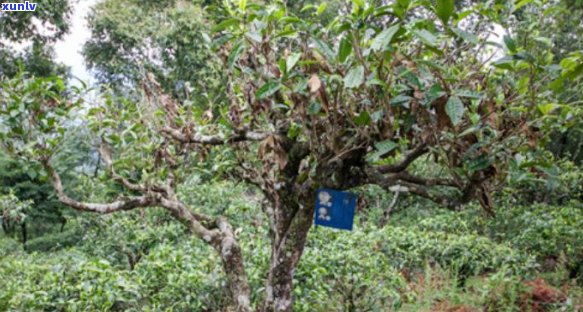 普洱茶年份质量分析：哪个年份的普洱茶品质最差？