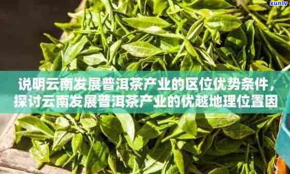 普洱茶的产地及其特点：了解中国云南的茶叶宝藏