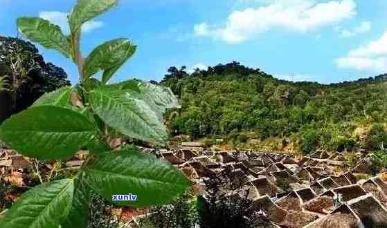 勐海普洱茶之乡：探寻云南古茶山的秘密与魅力