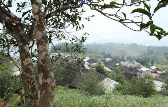 普洱茶原产地勐海县