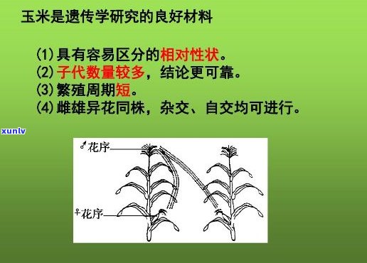 同庆号普洱茶印级：品质、工艺与收藏价值的全面解析