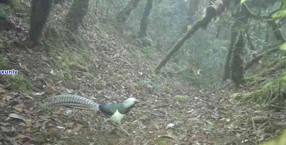 哀牢山生物多样性：探索当地的生态奇观与动植物种类