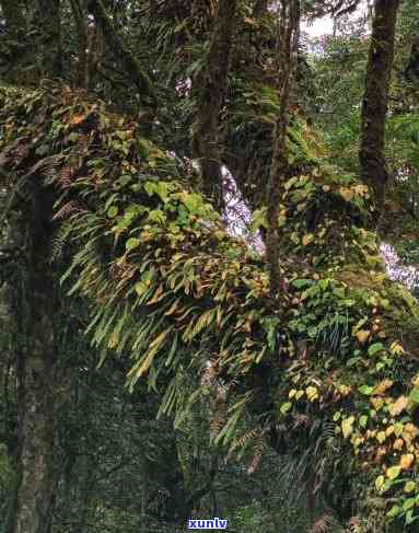 哀牢山生物多样性：探索当地的生态奇观与动植物种类