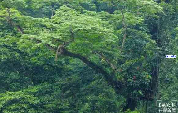 哀牢山生物多样性：探索当地的生态奇观与动植物种类