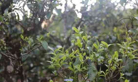 探究景迈山普洱茶口感：好不好喝？