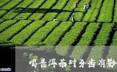 普洱茶对口腔健的影响：预防牙周病、美白牙齿与减少口臭的全方位解析