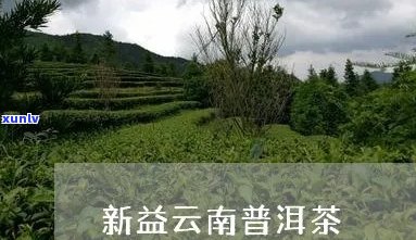 云南原产地保障：品质越的新益号普洱茶生产厂家