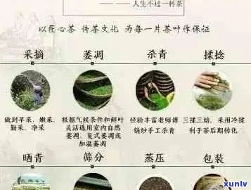 普洱茶的九个级别：从初级到顶级的品鉴指南