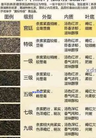 普洱茶的九个级别：从初级到顶级的品鉴指南