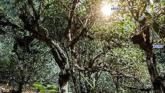 普洱千年古树茶多少钱一斤：千年古树普洱茶价格、特点与功效探究