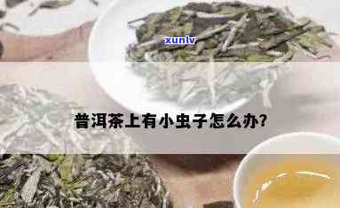 普洱茶里面有小虫子还能喝吗？