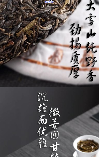 新 '大雪山原生态普洱茶——存号的纯净韵味'