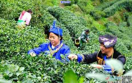 书茶叶旗舰店：探索高品质茶叶的无限可能，解决您的茶叶需求和疑问