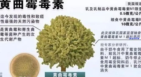 一克10元的普洱茶