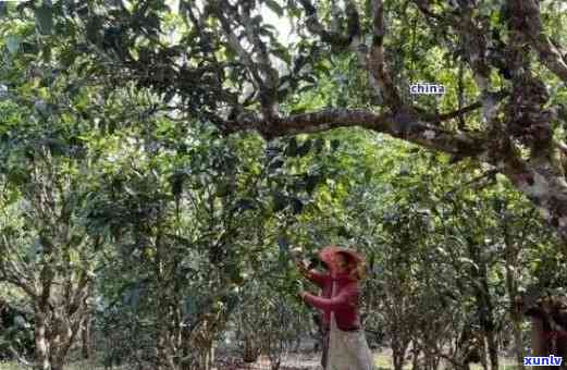 黄草林茶特点：古树普洱，独特风味，优良树龄