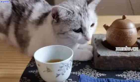 猫咪、普洱茶、一起喝、可以吗？