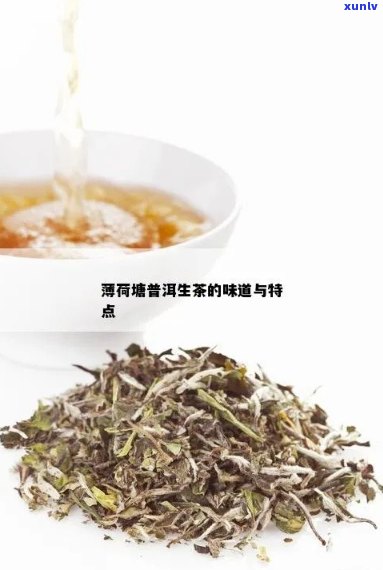 薄荷塘普洱生茶的清新口感与独特韵味